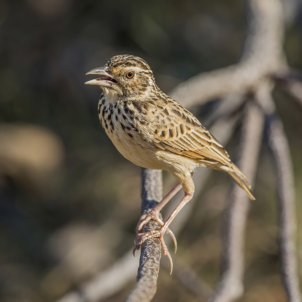 Jerdon's Bush Lark