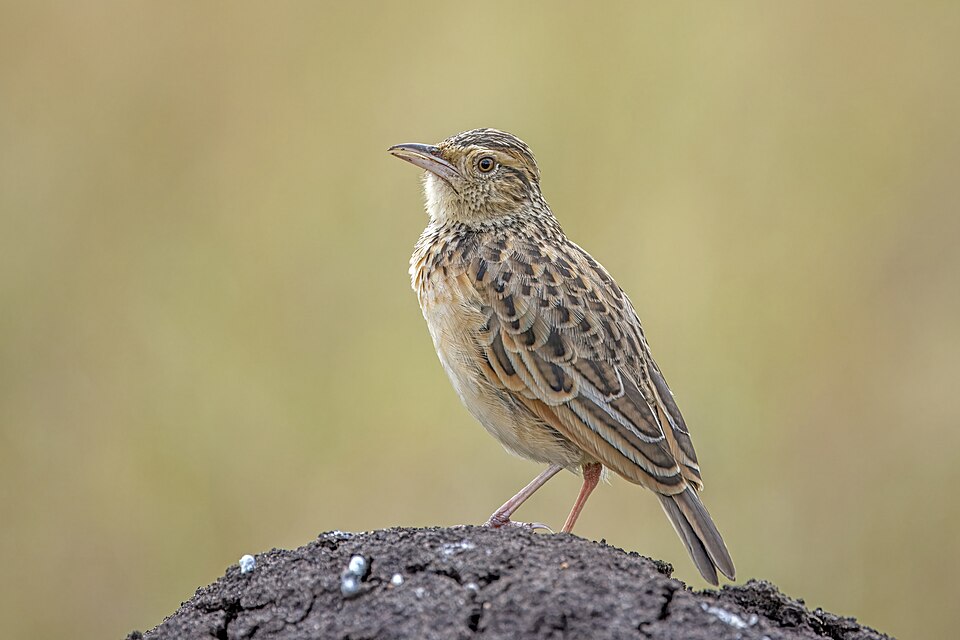 Rufous-naped Lark