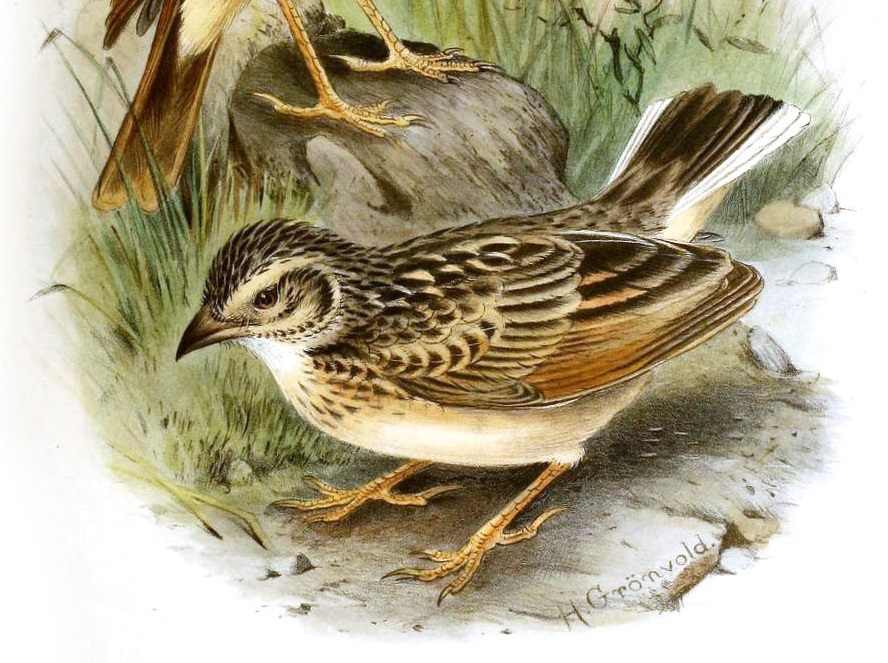 White-tailed Lark