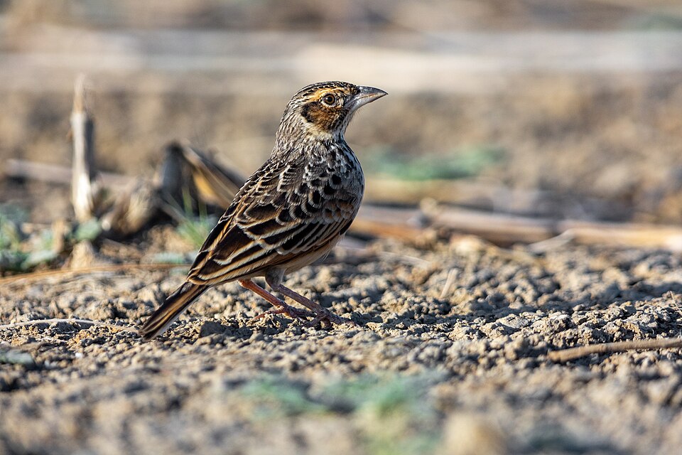 Singing Bush Lark