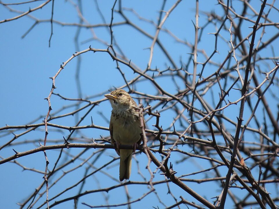 Melodious Lark