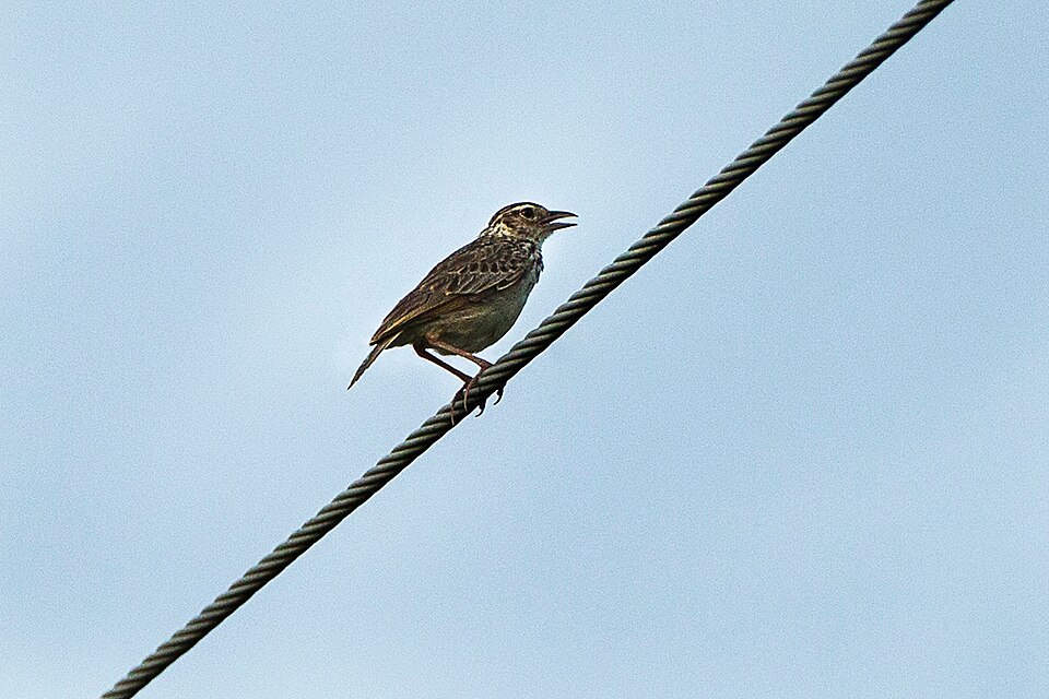 Indochinese Bush Lark
