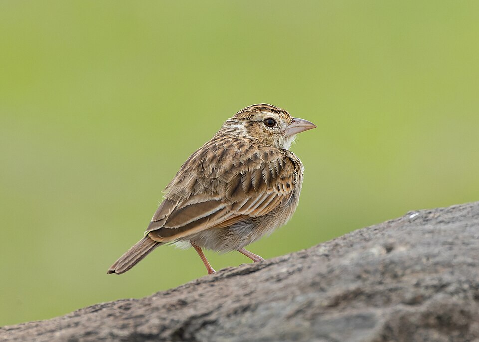 Indian Bush Lark