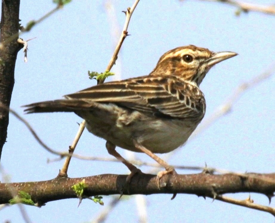 Gillett's Lark