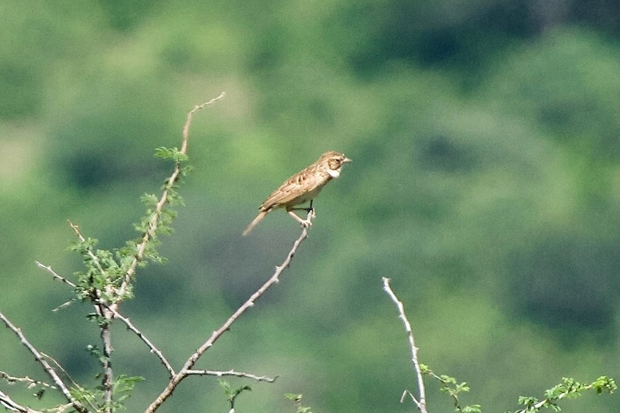 Friedmann's Lark