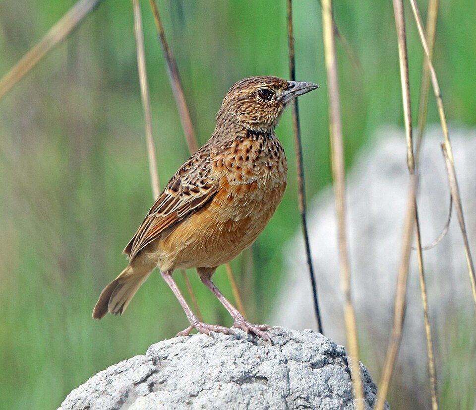 Flappet Lark
