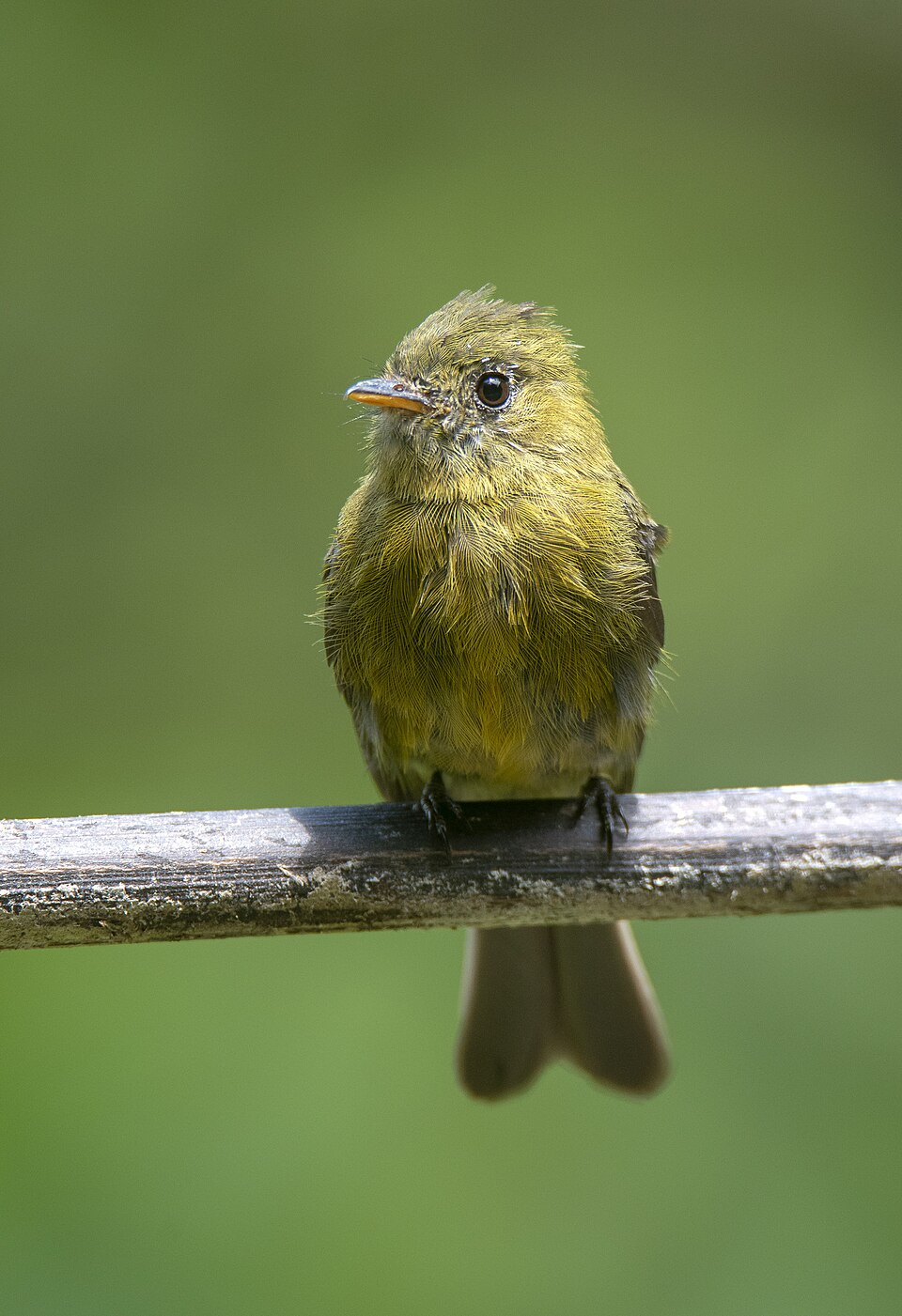 Olive Tufted Flycatcher