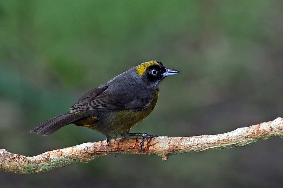 Dusky-faced Tanager
