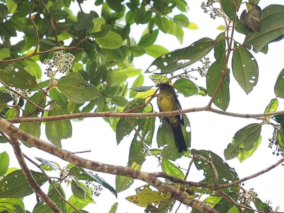 Olive-backed Tanager