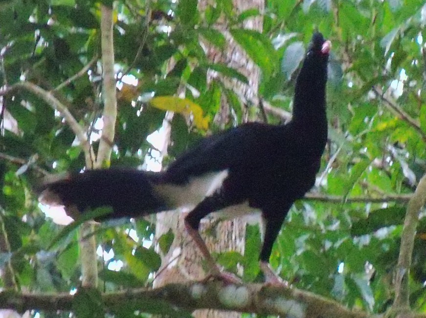 Salvin's Curassow