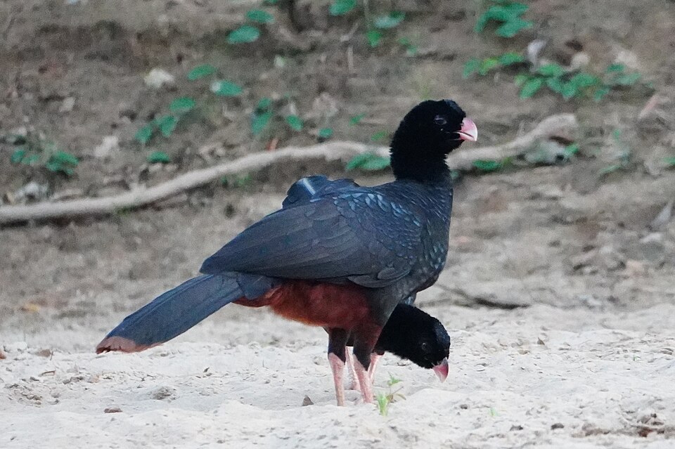 Crestless Curassow