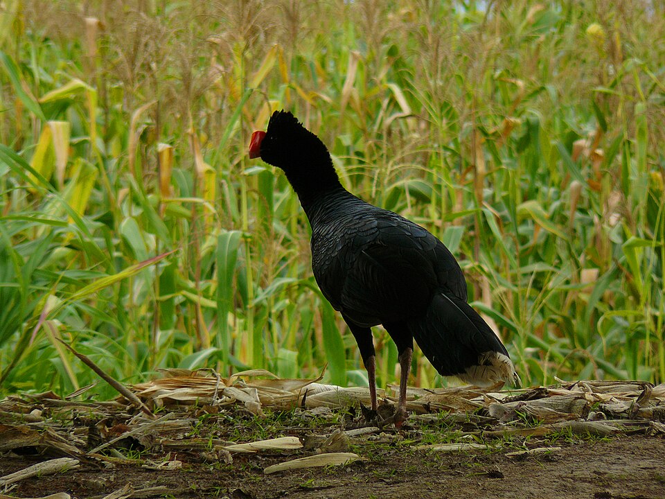 Razor-billed Curassow