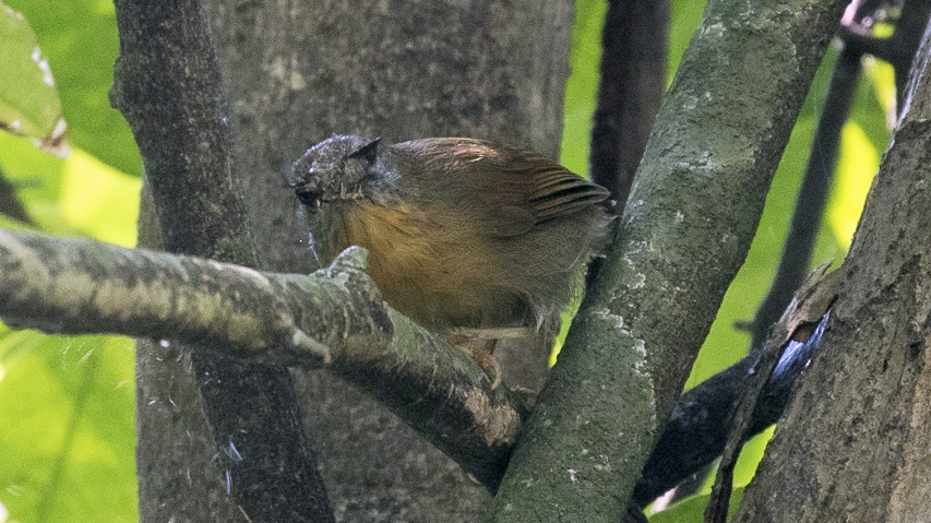 Grey-cheeked Tit-Babbler
