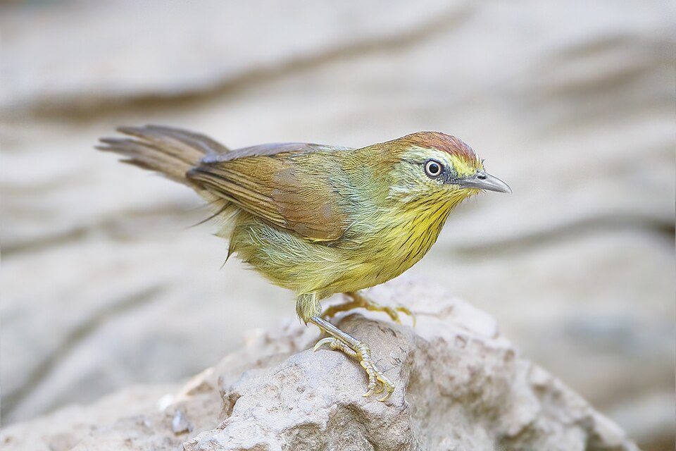 Pin-striped Tit-Babbler