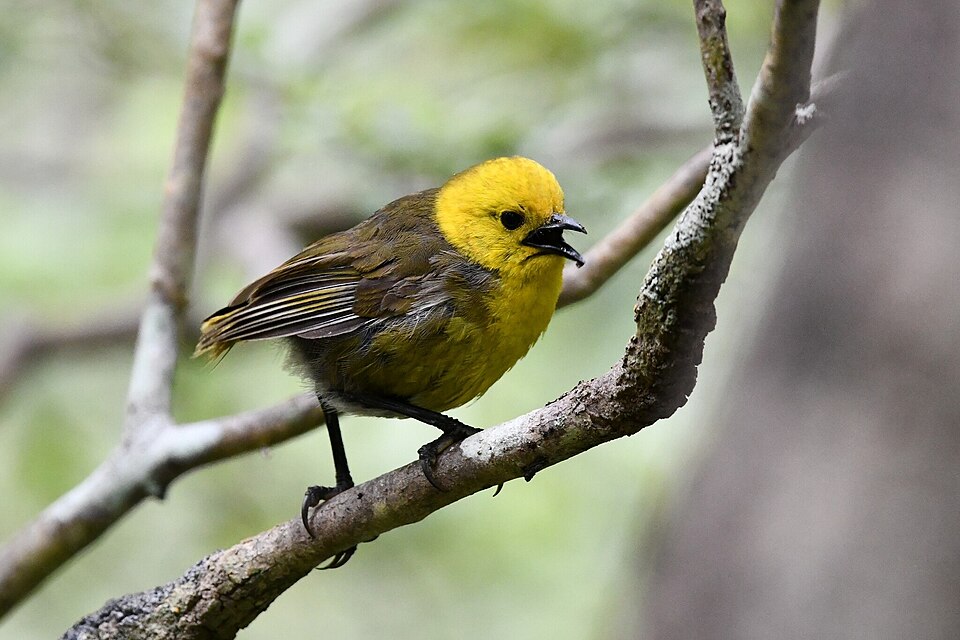 Yellowhead