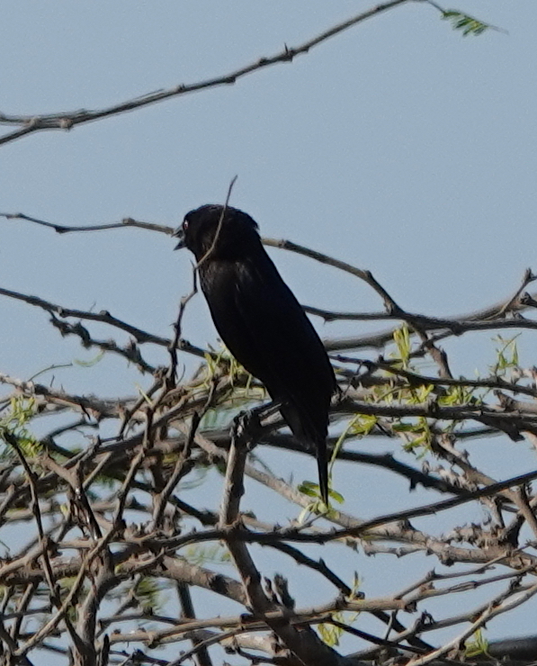 Bronze-brown Cowbird