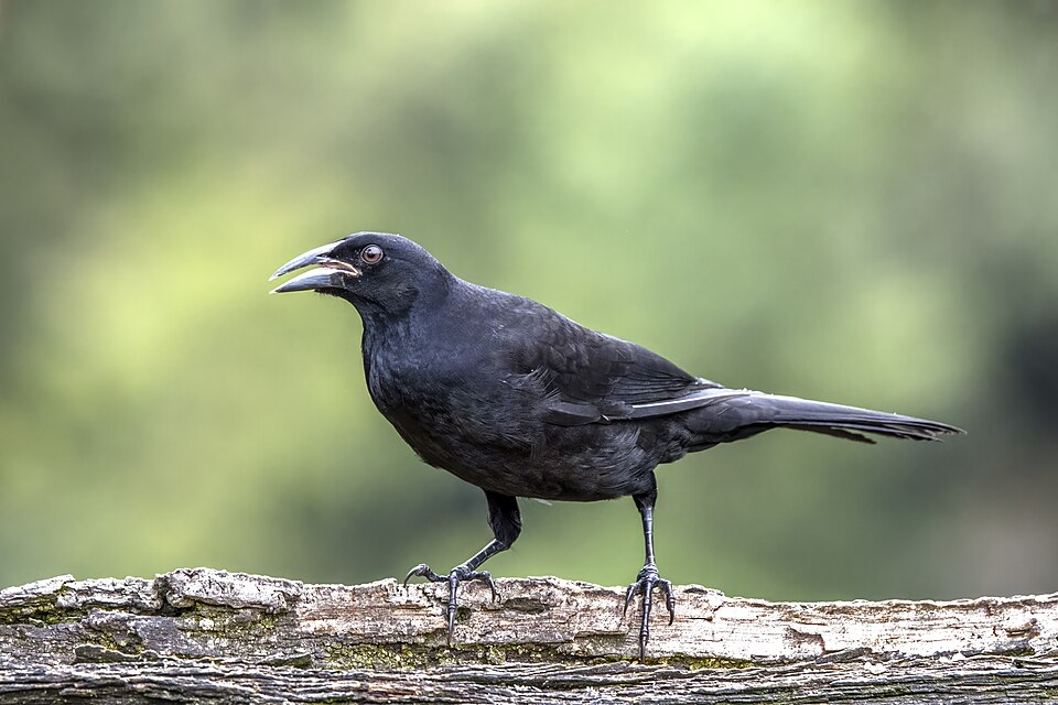 Giant Cowbird