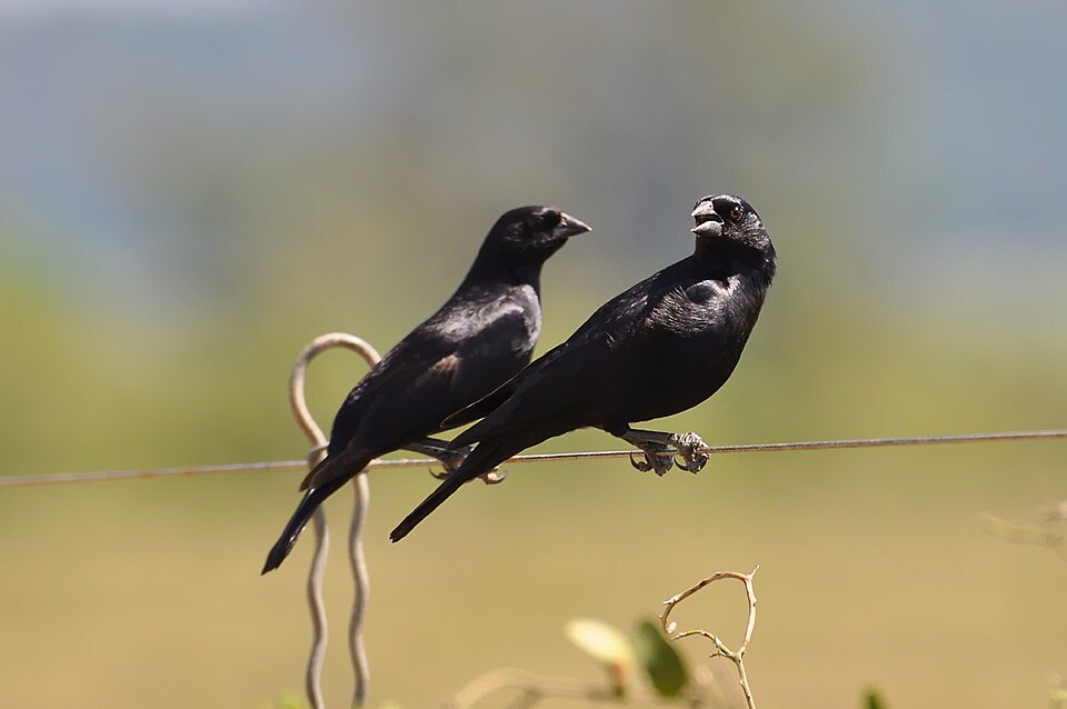 Screaming Cowbird