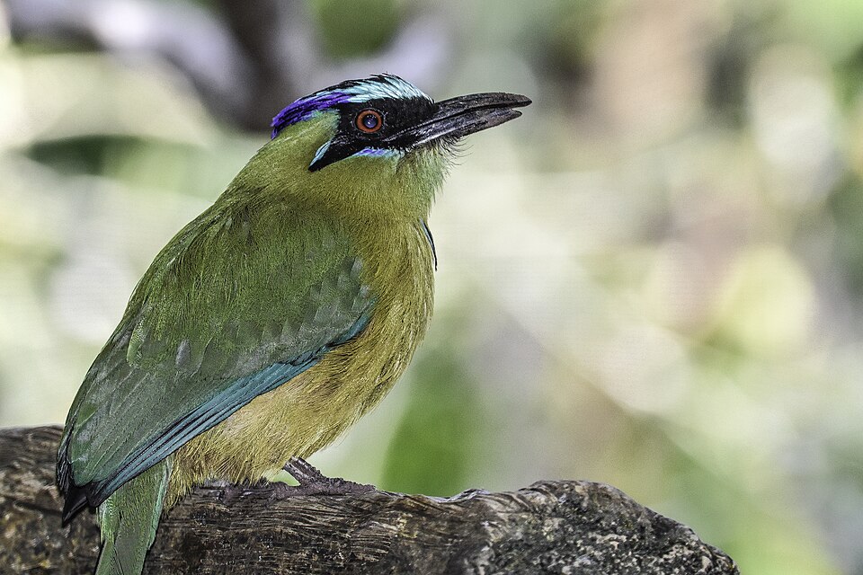 Blue-capped Motmot