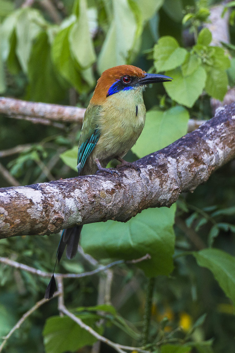 Russet-crowned Motmot