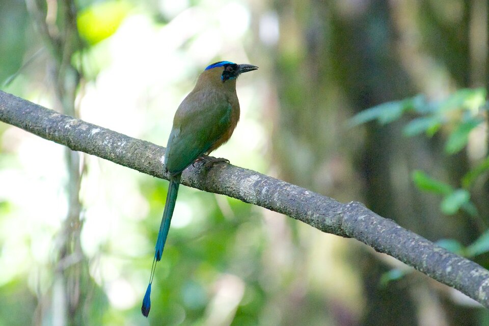 Whooping Motmot