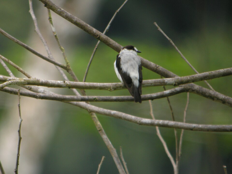 Torrent Flyrobin