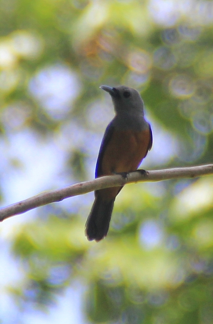 Island Monarch