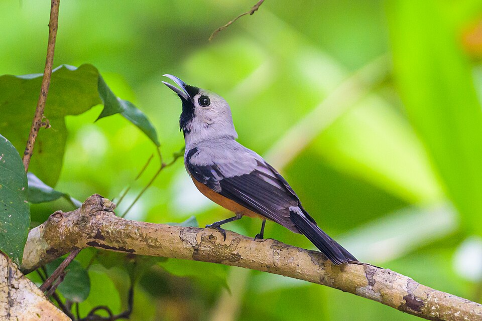 Black-winged Monarch