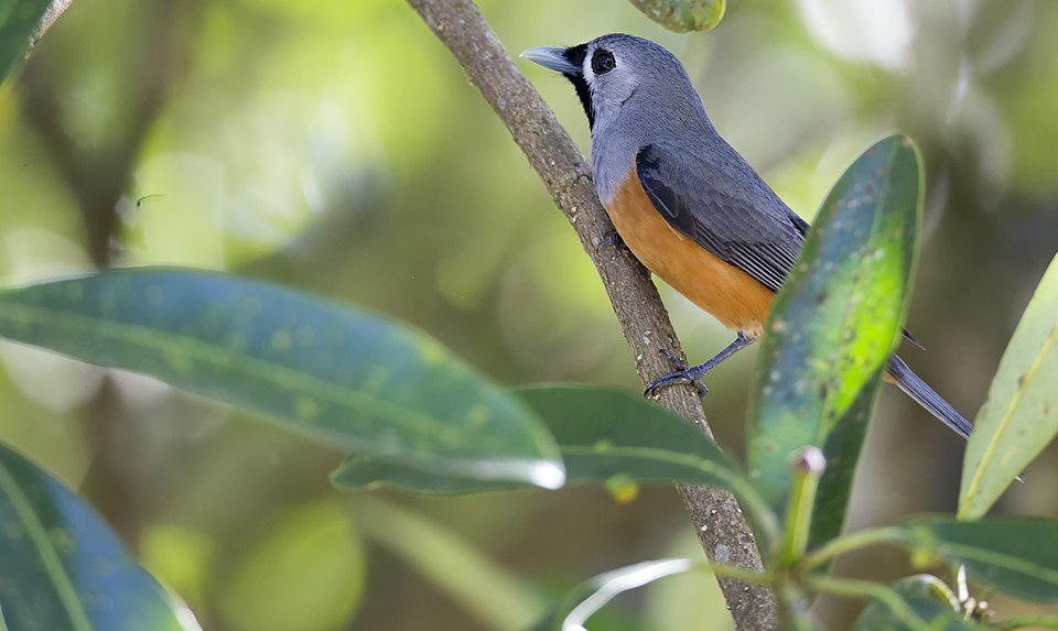 Black-faced Monarch