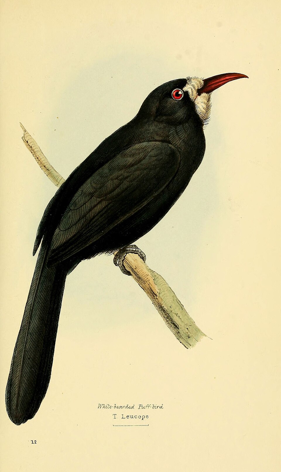 White-fronted Nunbird