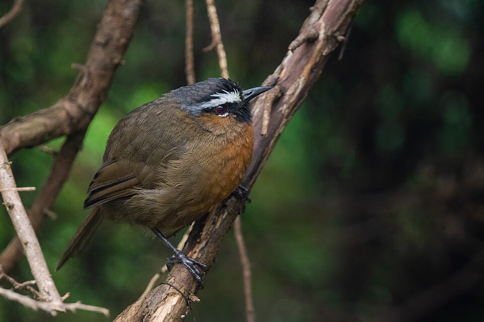 Nilgiri Laughingthrush