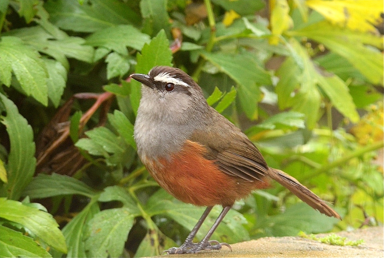 Palani Laughingthrush