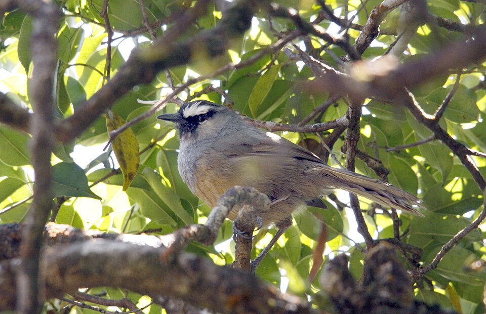 Banasura Laughingthrush