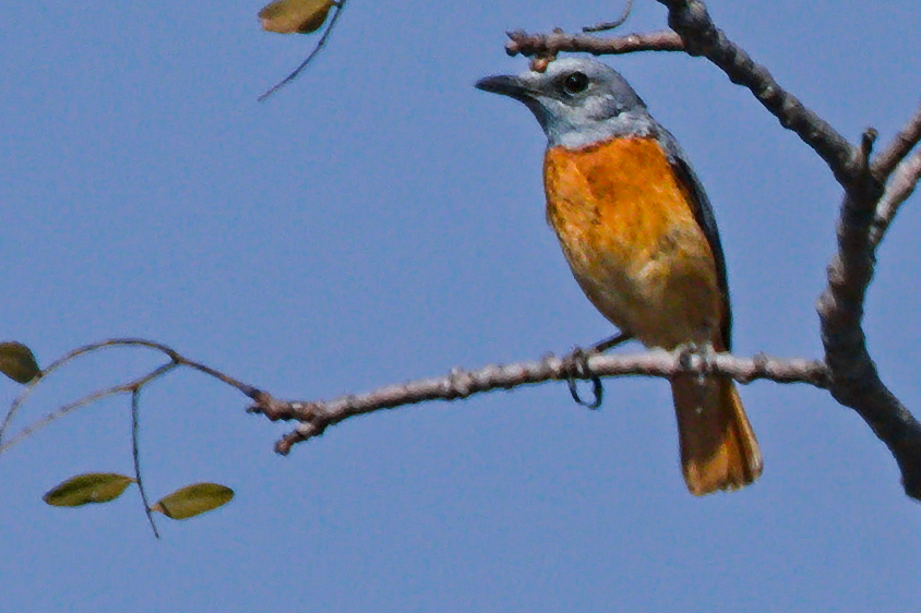 Miombo Rock Thrush