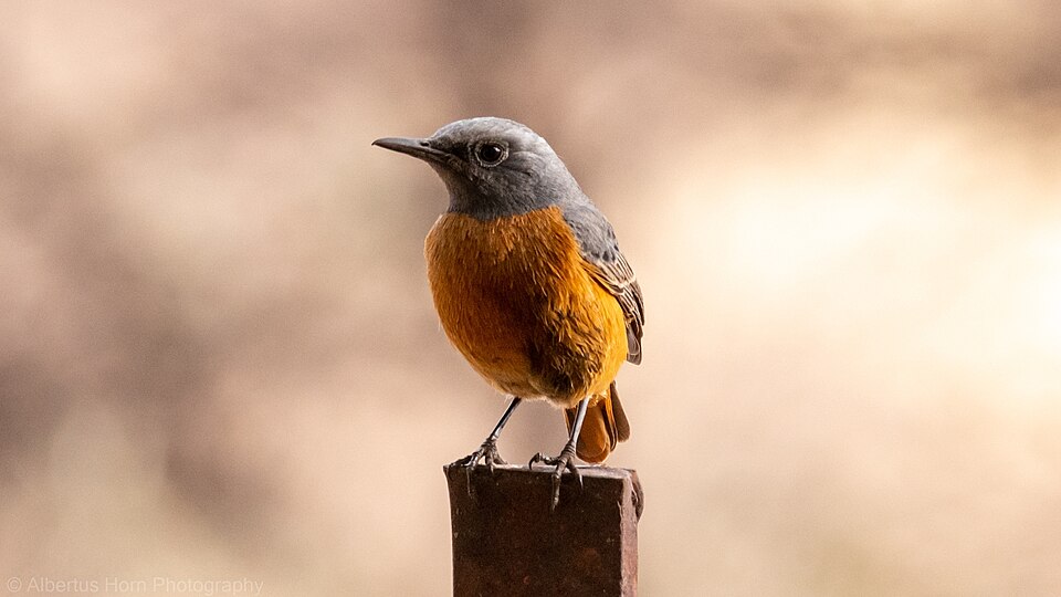 Short-toed Rock Thrush