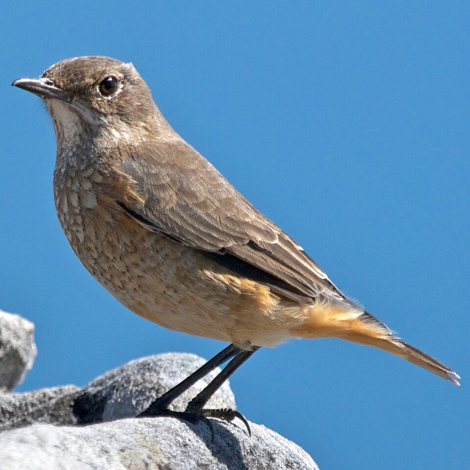 Sentinel Rock Thrush