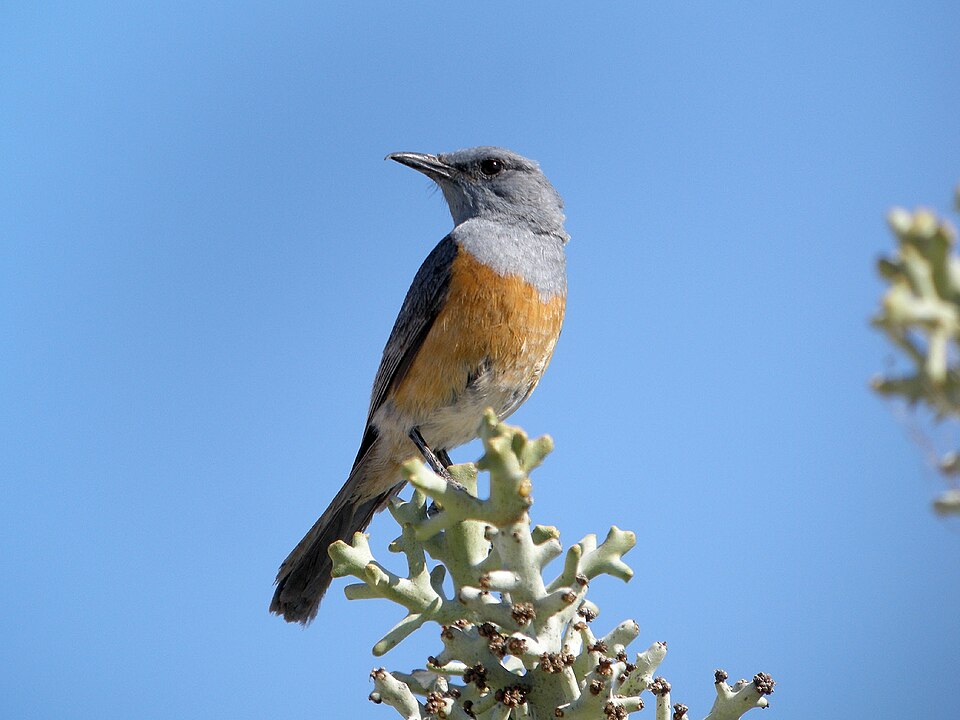 Littoral Rock Thrush