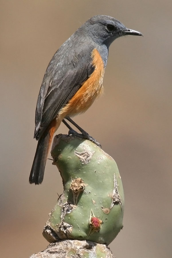 Little Rock Thrush