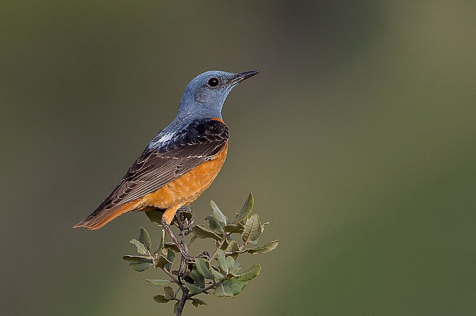 Common Rock Thrush