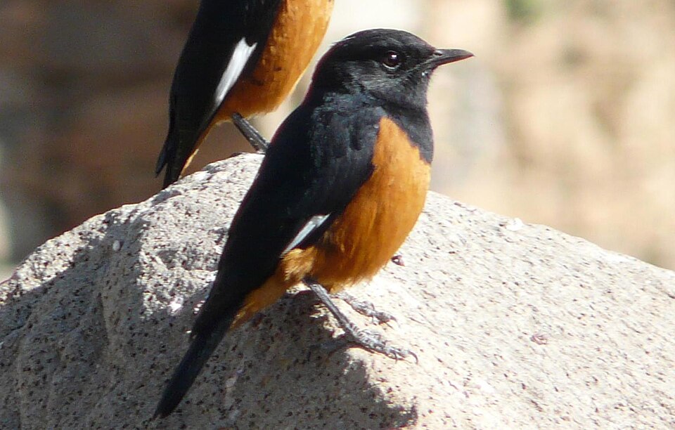 White-winged Cliff Chat