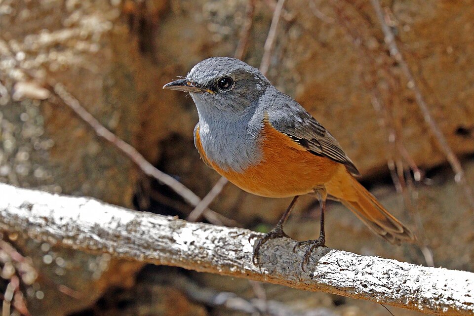 Forest Rock Thrush