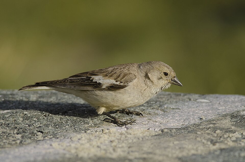 Black-winged Snowfinch