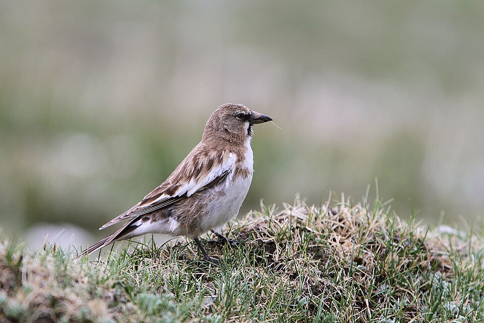 Tibetan Snowfinch