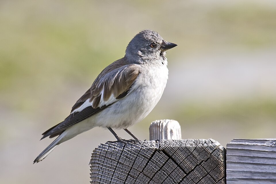 White-winged Snowfinch