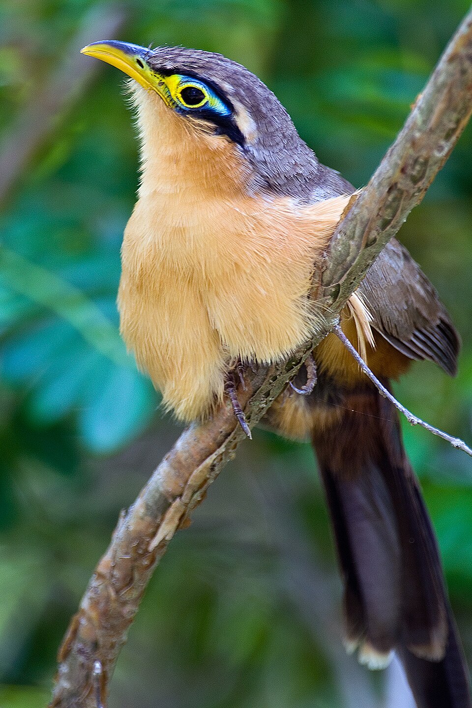 Lesser Ground Cuckoo
