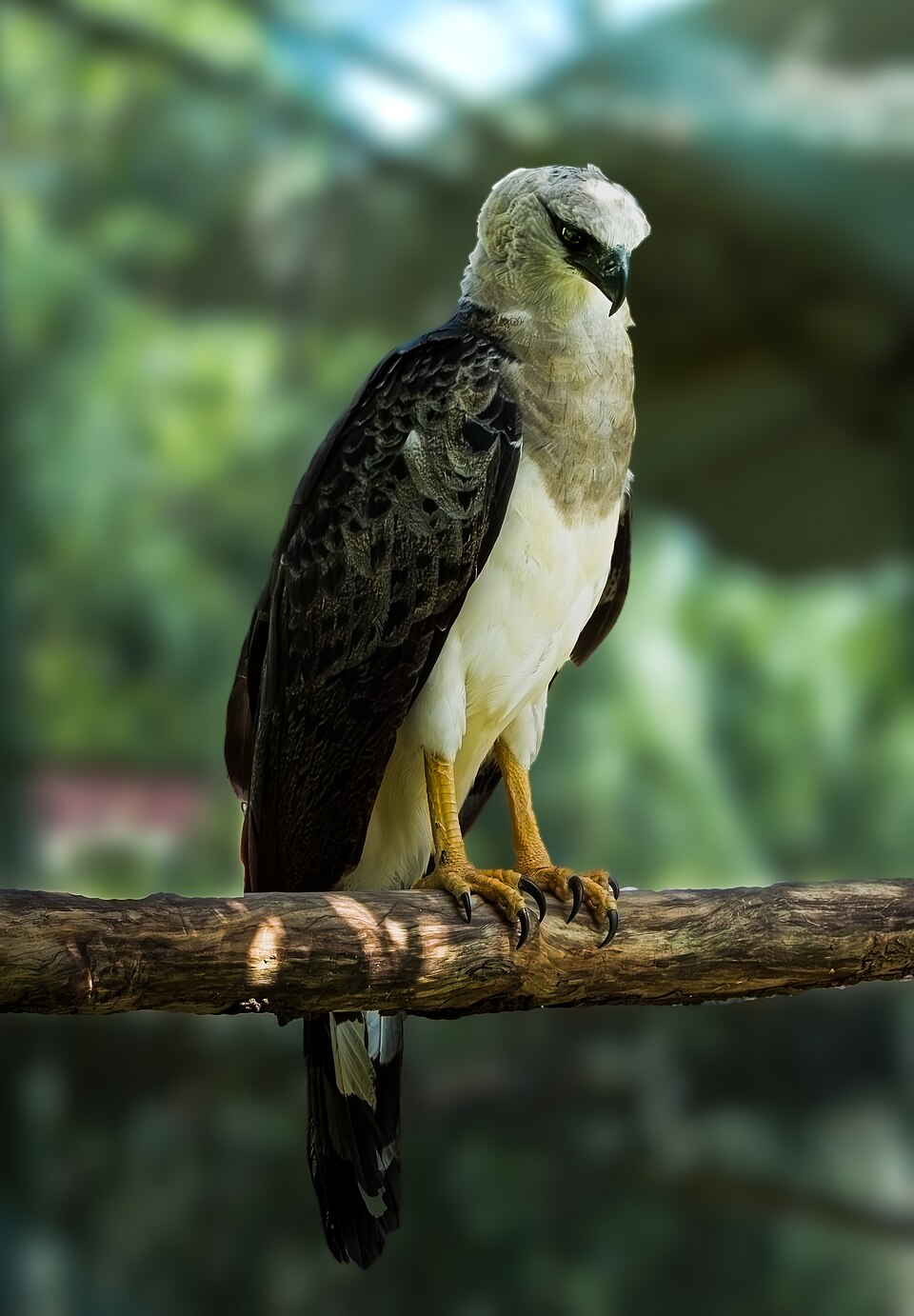 Crested Eagle