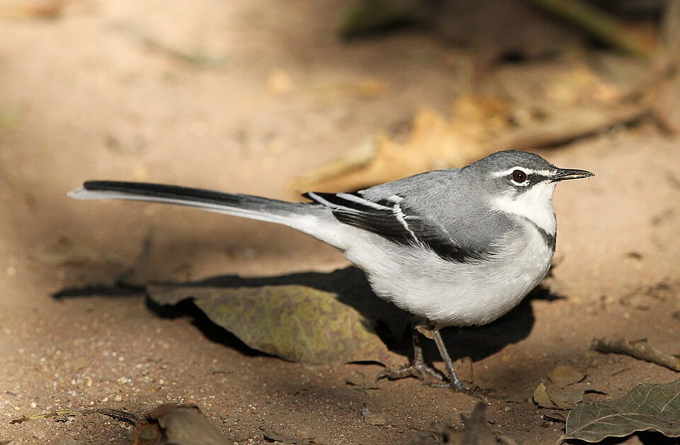 Mountain Wagtail