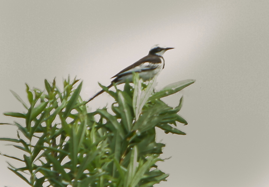 Mekong Wagtail