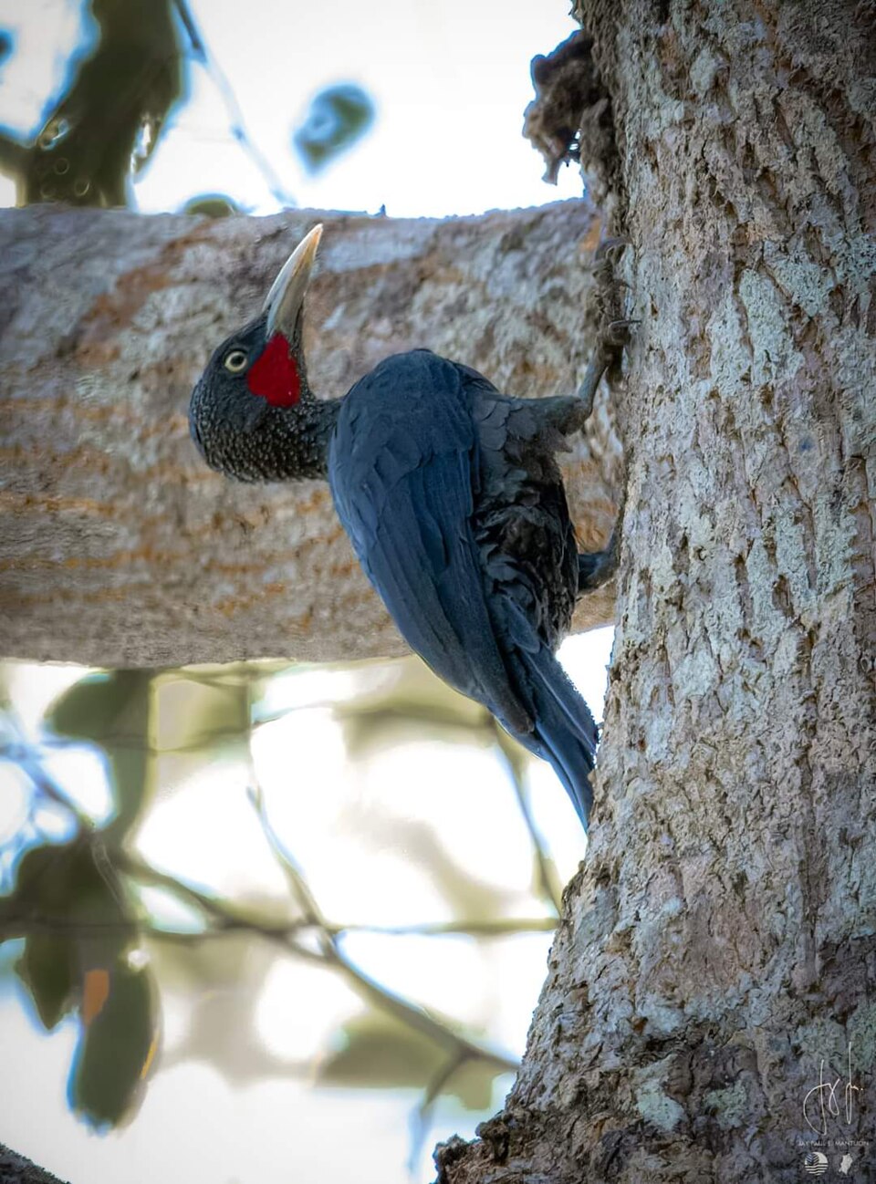 Southern Sooty Woodpecker