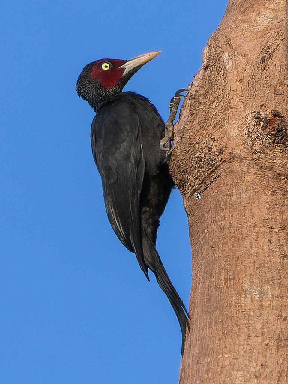 Northern Sooty Woodpecker
